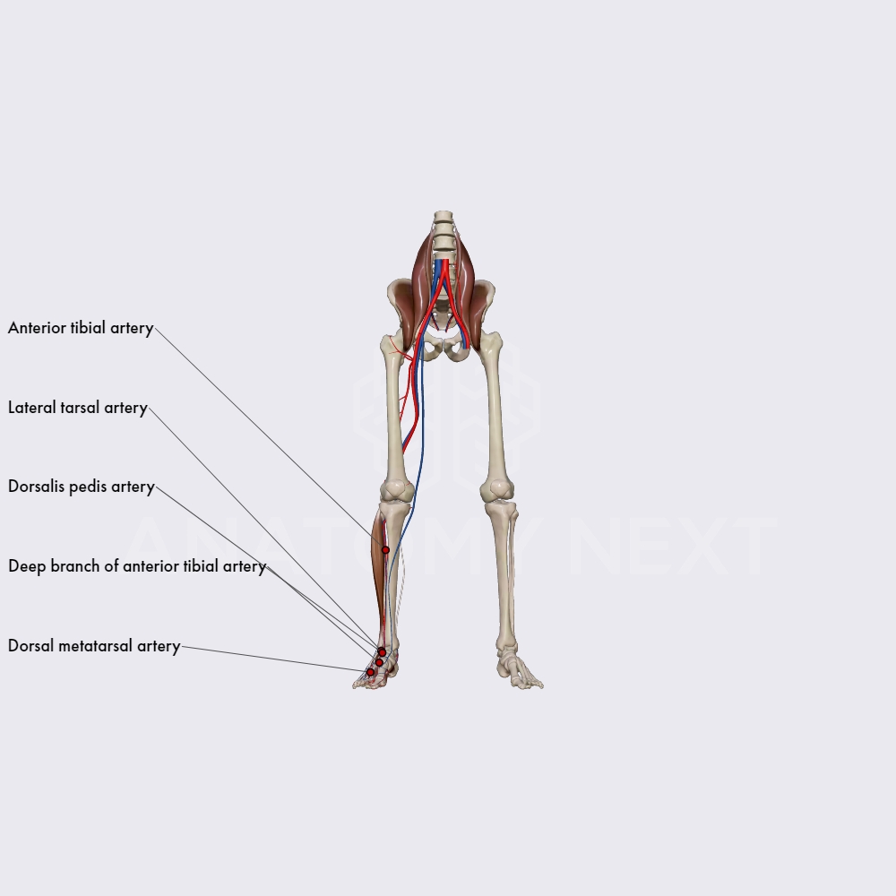 Branches of anterior tibial artery